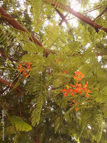 Orange Flowers, Green Leaves and Branches over Cloudy Sky