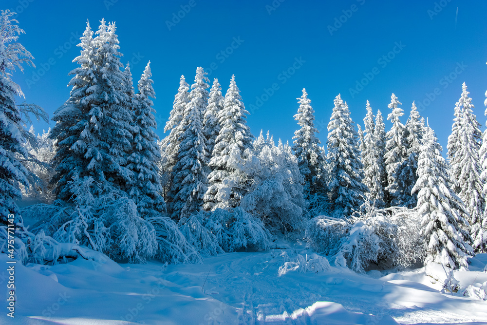 Winter landscape of Vitosha Mountain, Bulgaria Winter landscape of Vitosha Mountain, Bulgaria