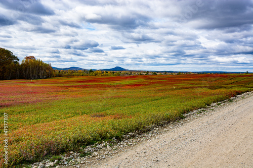 Blueberry barrens