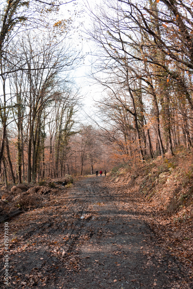 Obraz premium Forest photo. Young people walking far away. Friendship and peace concept photo. Healthy, active lifestyle. 