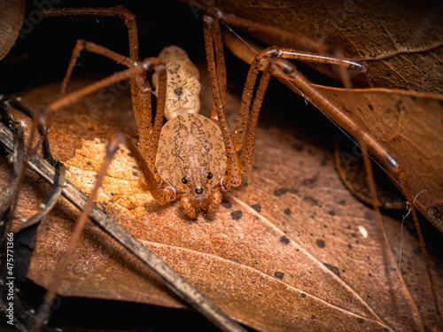 Spitting Spider photo