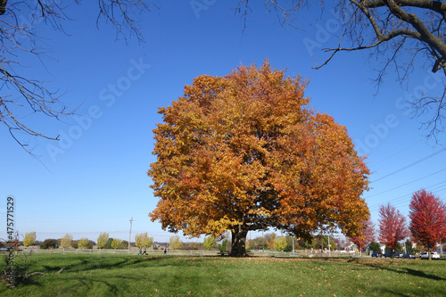 Beautiful shot of an Autumn Trees Landscape, Photos taken in West Lafayette, Indiana photo