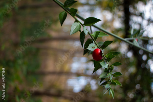 Red berries . Cocina in bough photo