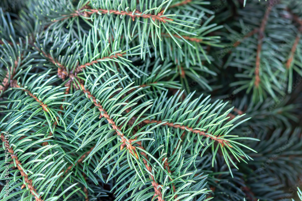 Universal coniferous background for Christmas and New Year greetings. Scientific name: Picea. Advertising background of planting material of coniferous trees. Copy space. Selective focus