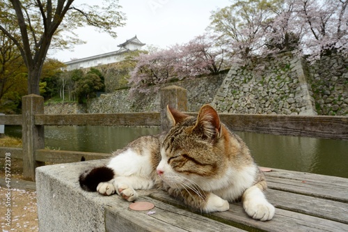 Cat living in HIMEJI-JO castle with cherry blossom in full bloom photo