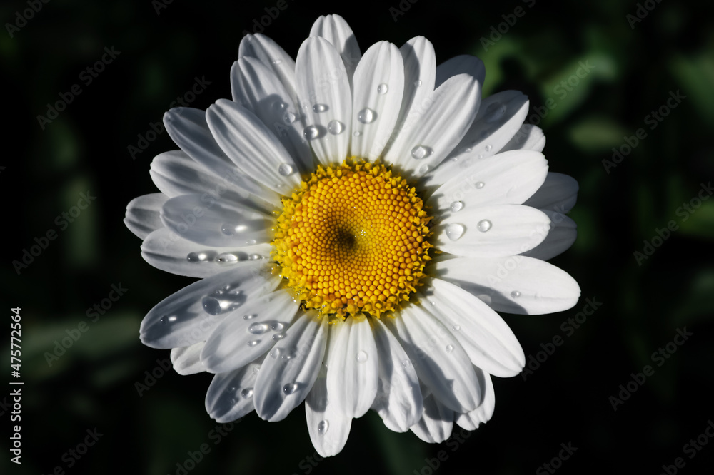 Fototapeta premium daisy flower