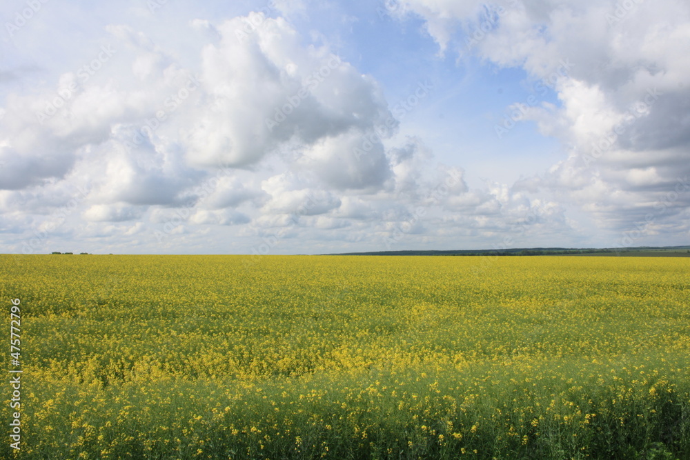 Obraz premium field and sky