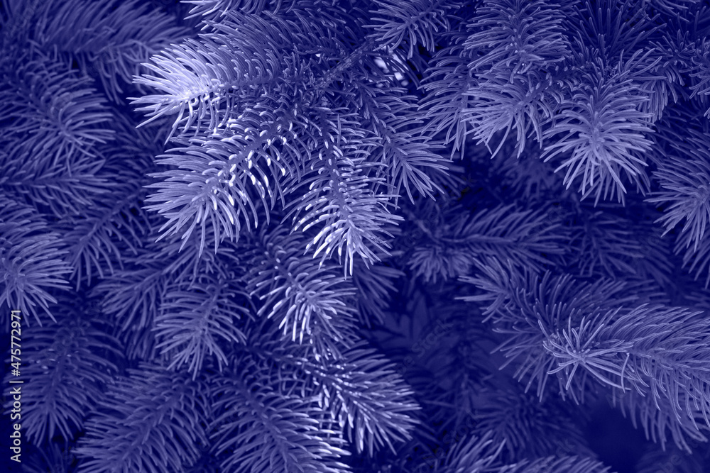 Spruce branches background. New trending Pantone color of 2022 - Very Peri