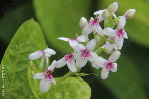 Pseuderanthemum Flowers Bloom among Green Leaves