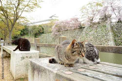 Cat living in HIMEJI-JO castle with cherry blossom in full bloom photo