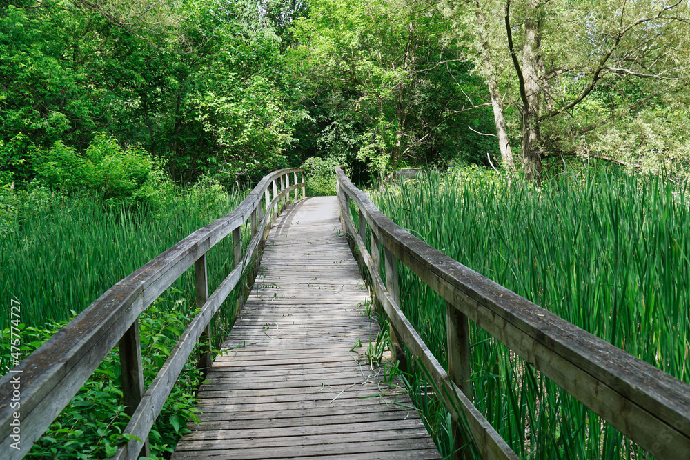 Boardwalk in a nature park across a natural wetland area