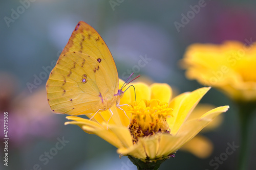 butterfly on yellow flower © Farid