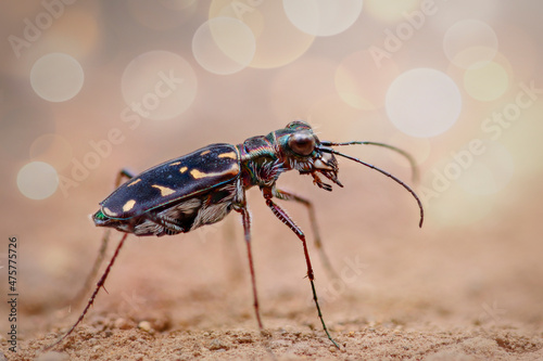 beetle on the ground photo