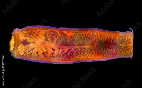 Tapeworm segment, Taenia saginata gravid proglottid with clear structures intestinal parasite