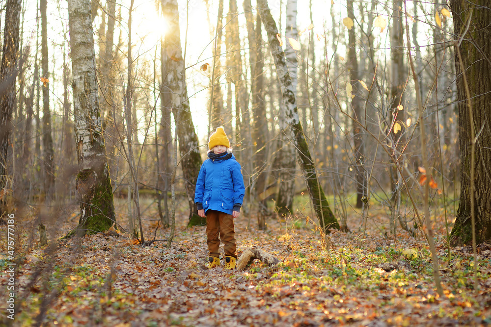 Little boy is hiking in the forest in fall. Child is exploring nature. Kid is playing and having fun on autumn day. Little boy is hiking in the forest in fall. Child is exploring nature. Kid is playing and having fun on autumn day.