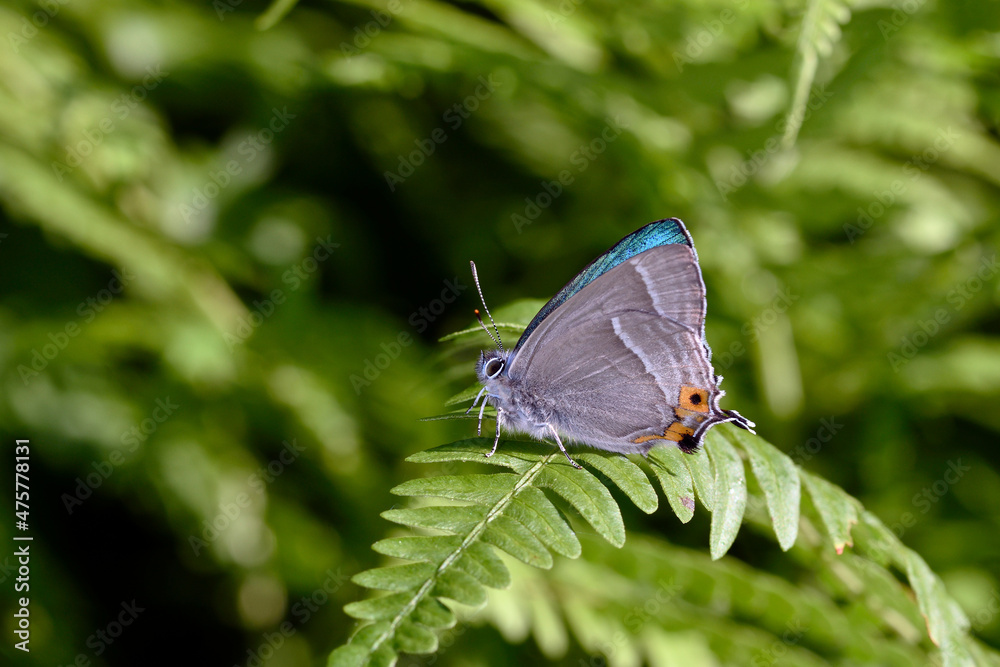 Obraz premium 翅を閉じたジョウザンミドリシジミの雌（北海道・層雲峡） 