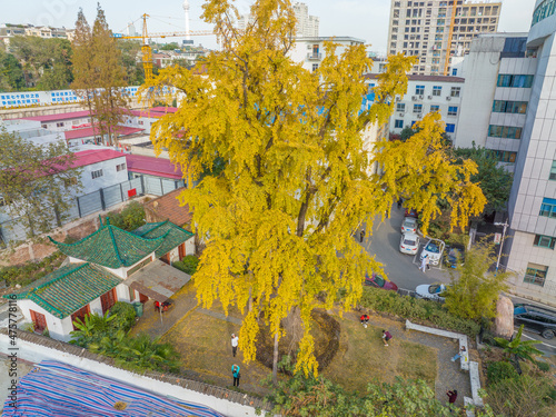 Autumn landscape of Hanyang tree park in Wuhan, Hubei