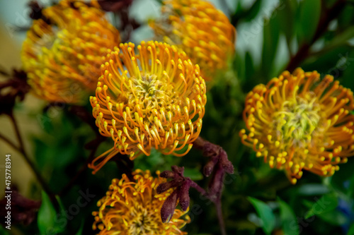 Close-up shot of bright flowers in daylight photo