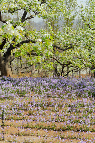 Wallpaper Mural The pear trees on the hillside are full of white pear flowers Torontodigital.ca