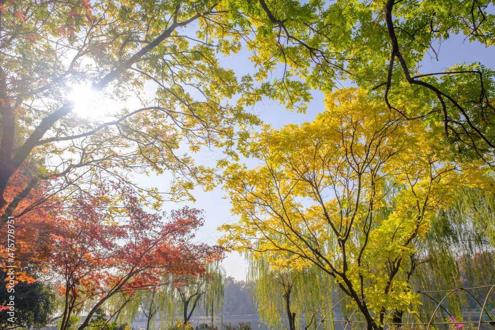Hubei Wuhan East Lake Scenic Area Late Autumn Scenery Hubei Wuhan East Lake Scenic Area Late Autumn Scenery