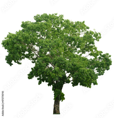 Bodhi tree side view isolated on white background  for landscape plan and architecture layout drawing, elements for environment and garden