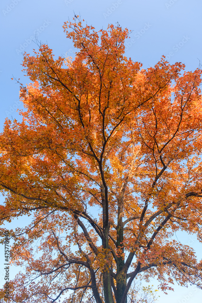 Hubei Wuhan East Lake Scenic Area Late Autumn Scenery Hubei Wuhan East Lake Scenic Area Late Autumn Scenery