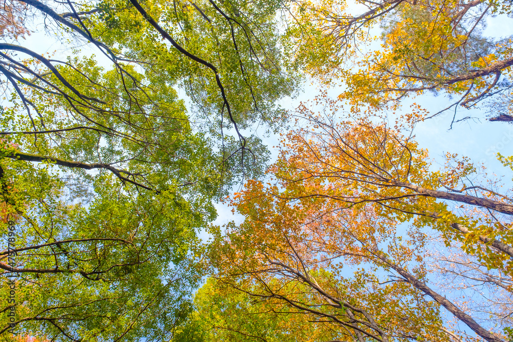 Hubei Wuhan East Lake Scenic Area Late Autumn Scenery Hubei Wuhan East Lake Scenic Area Late Autumn Scenery