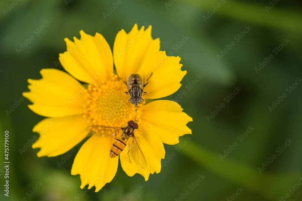 Aphid flies and bees forage for honey on flowers Aphid flies and bees forage for honey on flowers