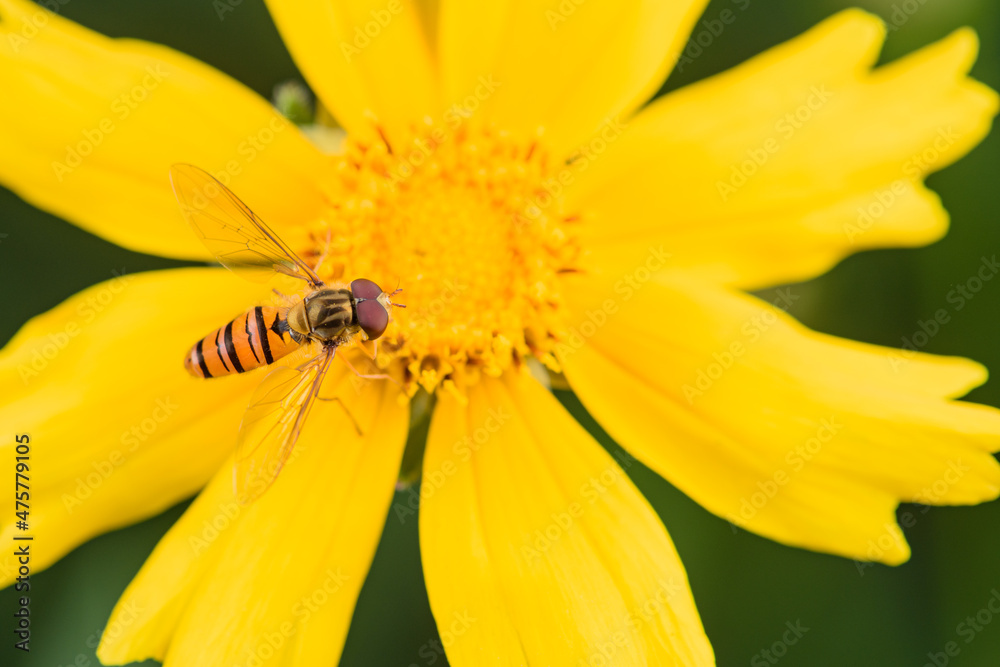 Aphid flies and bees forage for honey on flowers Aphid flies and bees forage for honey on flowers