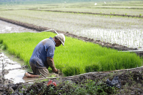 Farmers prepare rice seeds in the fields