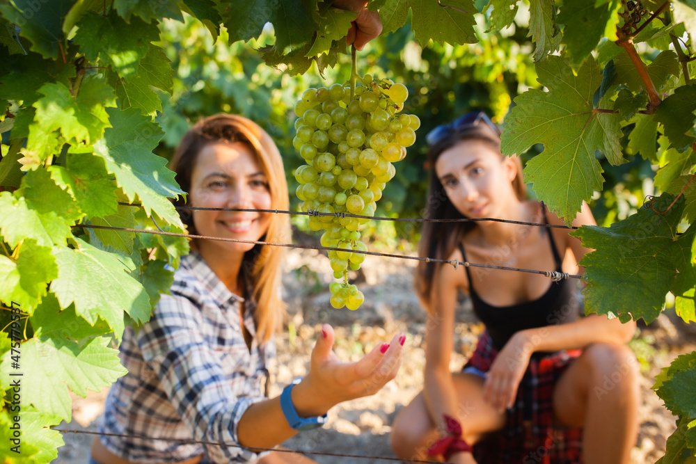 Fototapeta premium Cute girls picking up grapes in a white wooden crate. Harvest season at a vineyard field. Rural tourism concept