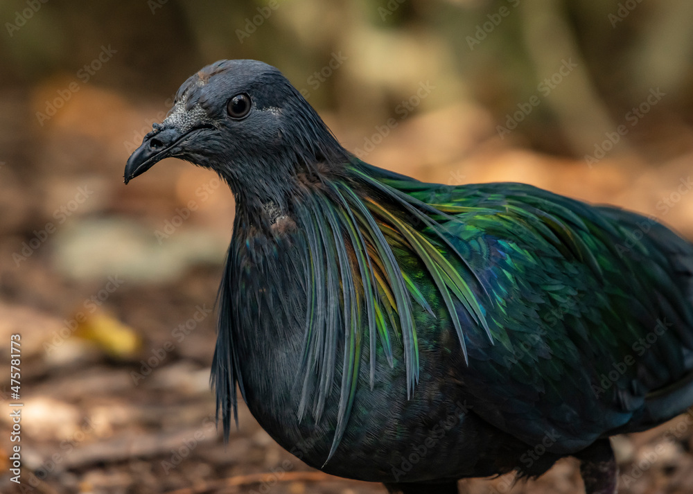 Obraz premium close up of a bird nicobar pigeon