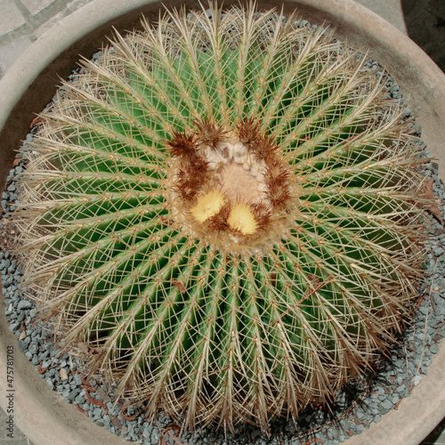 cactus in the garden