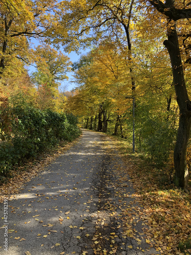 Color changing leaves at Wienerwald in Austria photo