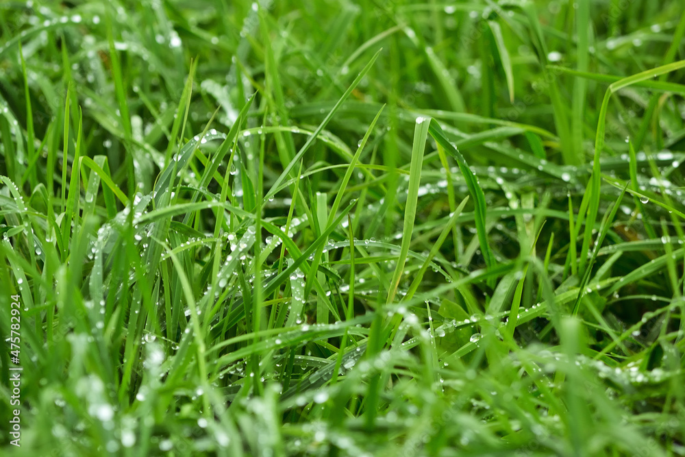 Fresh green nature landscape with grass and water droplets. Fresh green nature landscape with grass and water droplets.
