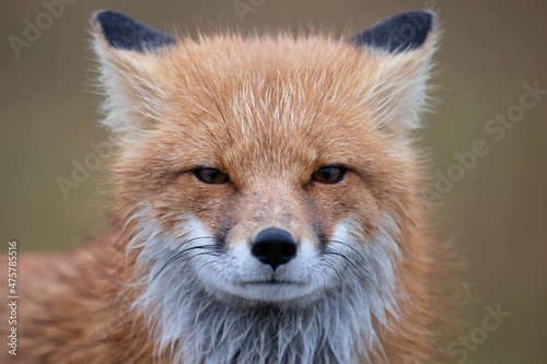 Red Fox in Northern Alaska on the frozen tundra