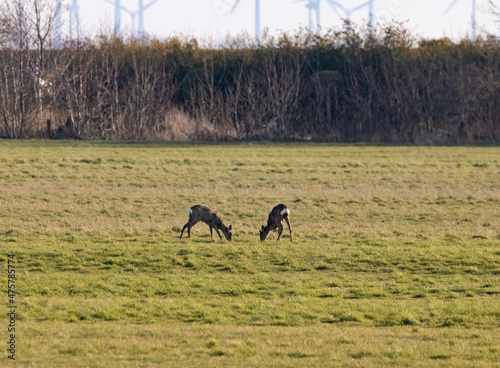 Fototapeta Naklejka Na Ścianę i Meble -  Deer in a green field on a sunny day