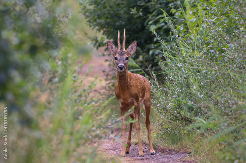 Fototapeta Naklejka Na Ścianę i Meble -  Young deer in wilderness looking to the camera