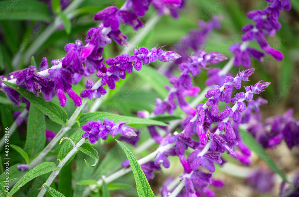 Rosmarinus officinalis or Rosemary with its beautiful purple flowers in a botanic garden.