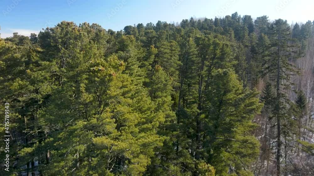 Tops of Korean cedar with cones. View from above. The camera flies between the tops of conifers in a winter forest. Far Eastern taiga. Tops of Korean cedar with cones. View from above. The camera flies between the tops of conifers in a winter forest. Far Eastern taiga.