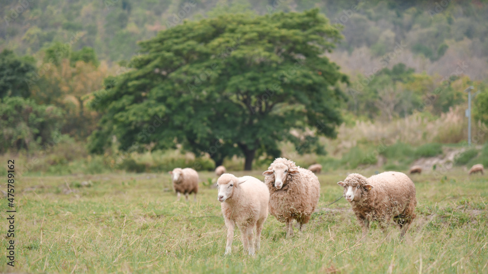 Fototapeta premium sheep in natural valley 