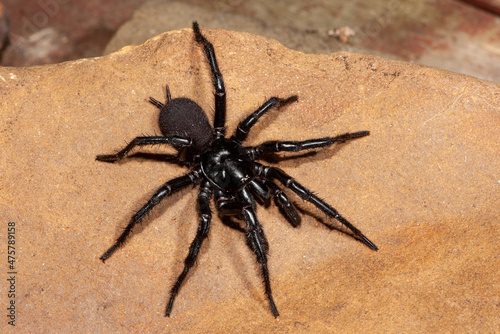 Photography Dangerously venomous Male Sydney Funnel-web spider