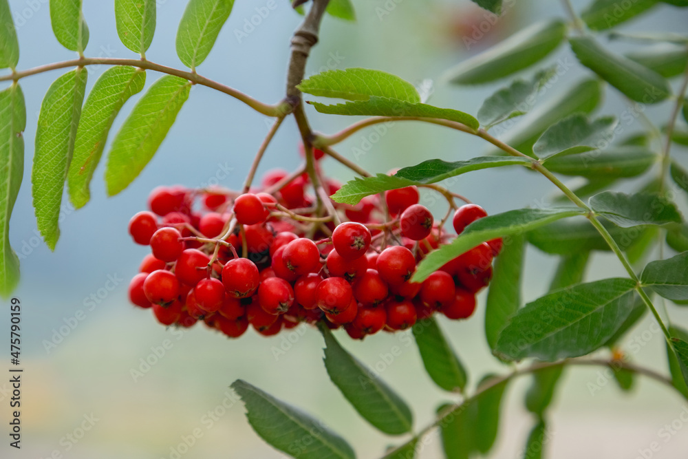 Obraz premium Rowan berries on rowan tree. Mountain ash.