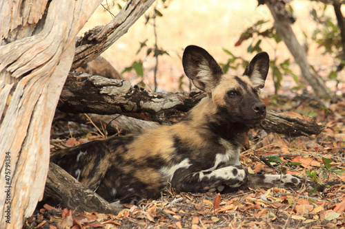Beautiful shot of an African wild dog on the Selous Game Reserve in Tanzania photo