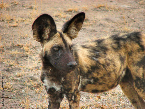 Beautiful shot of an African wild dog on the Selous Game Reserve in Tanzania photo