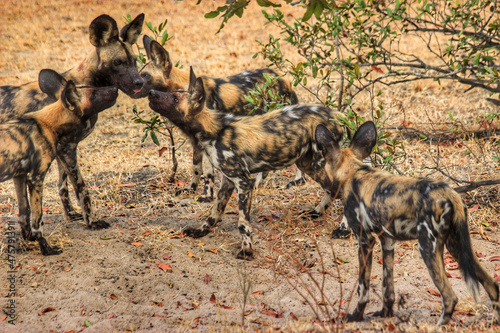 Group of African Wild Dogs on the Selous Game Reserve in Tanzania photo