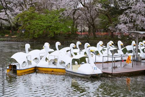 White boats parking by the inokashira pond © Han