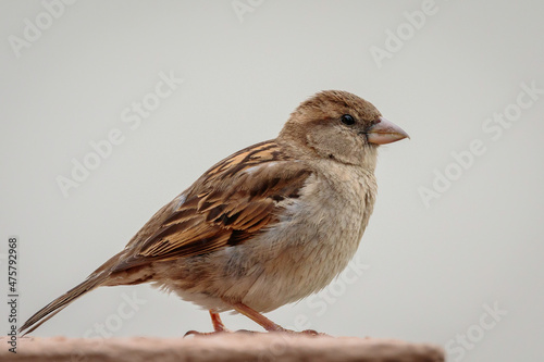House Sparrow female on a balcony, Mollymook Beach, NSW, December 2021