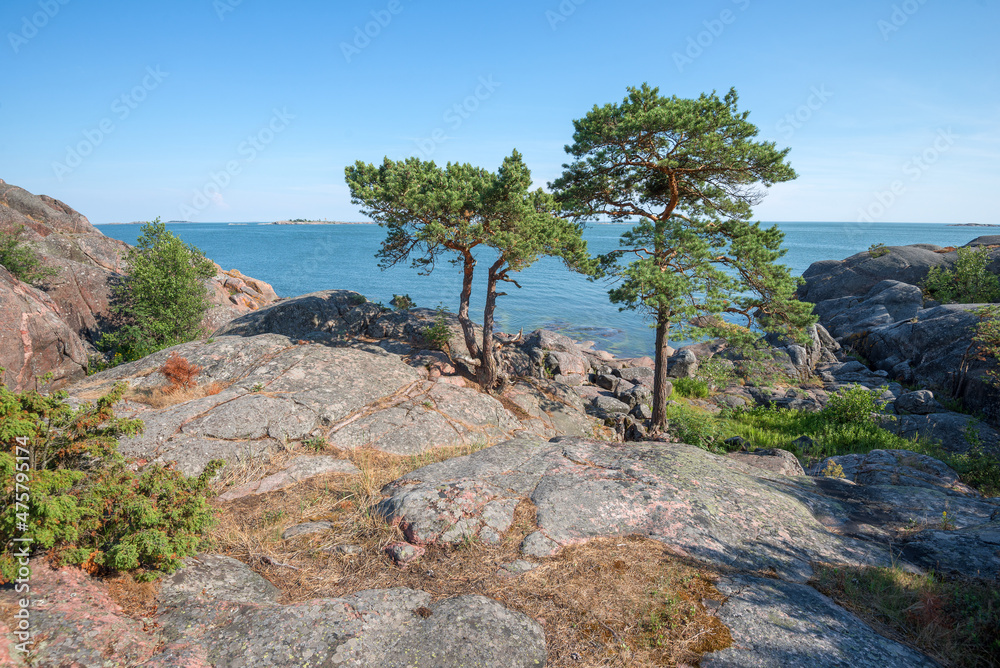 Two pine trees on the southern tip of the Hanko Peninsula. Finland