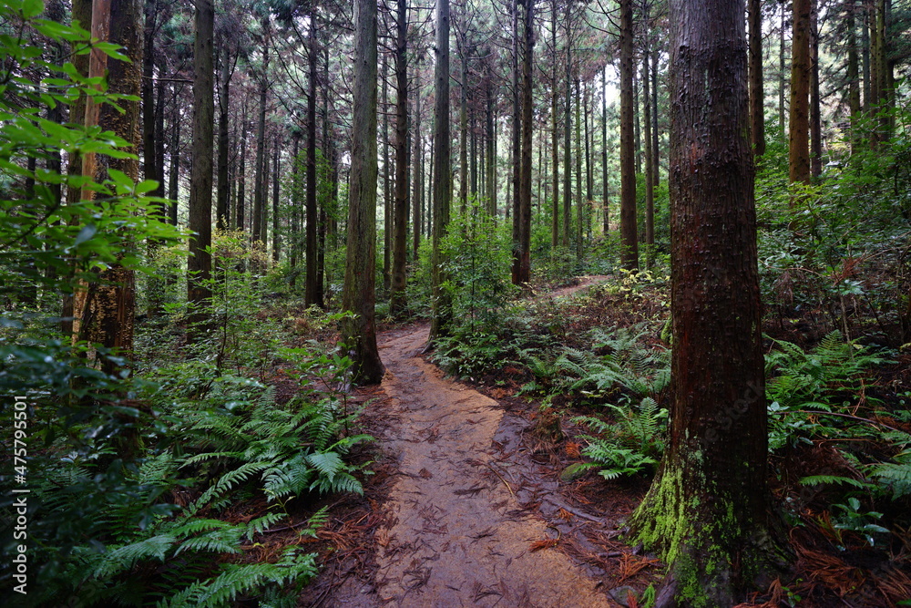 Fototapeta premium a fine path through cedar forest
